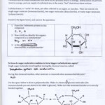 27 Biochemistry Basics Worksheet Answers Worksheet Project List