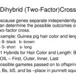 30 Dihybrid Cross Worksheet Answers Education Template