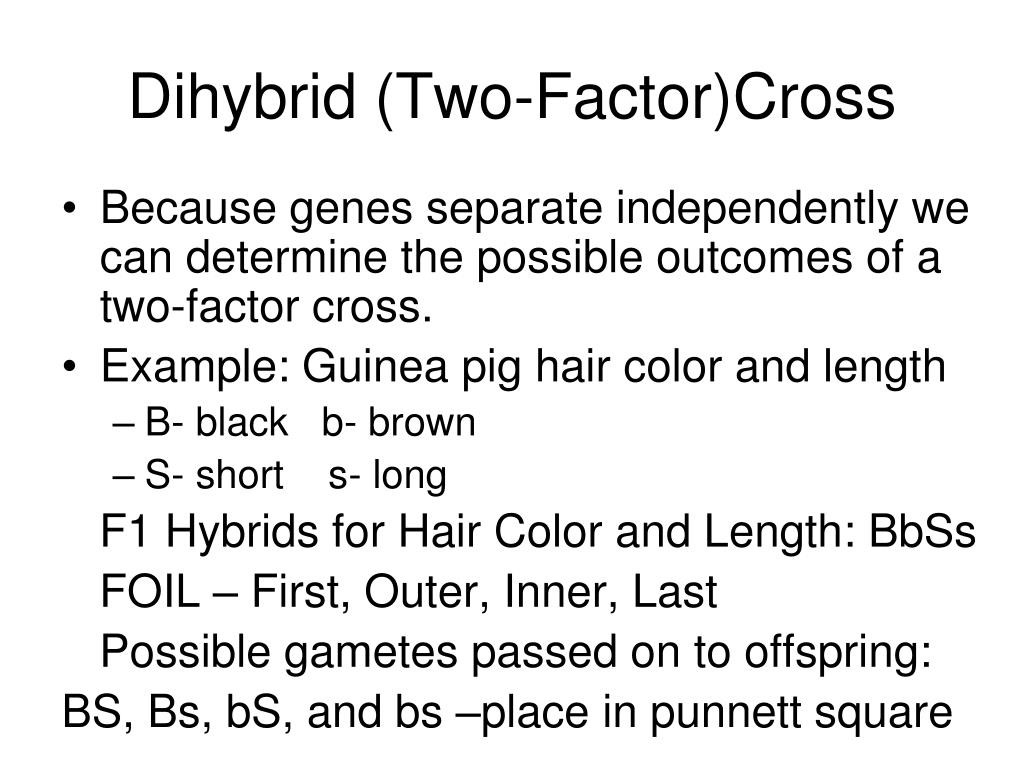 30 Dihybrid Cross Worksheet Answers Education Template