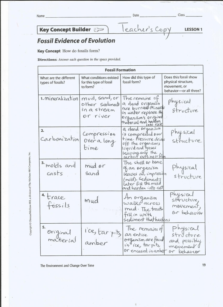 30 Evidence For Evolution Worksheet Answers Education Template