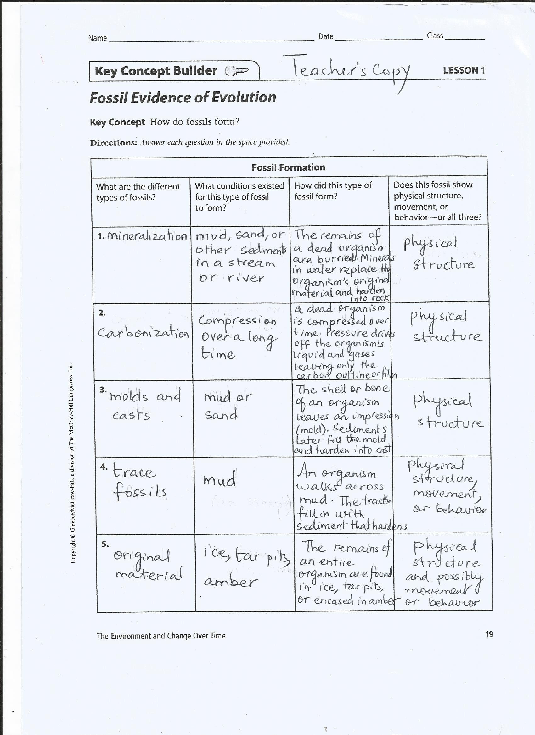 30 Evidence For Evolution Worksheet Answers Education Template