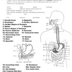 30 Respiratory System Worksheet Answer Key Education Template