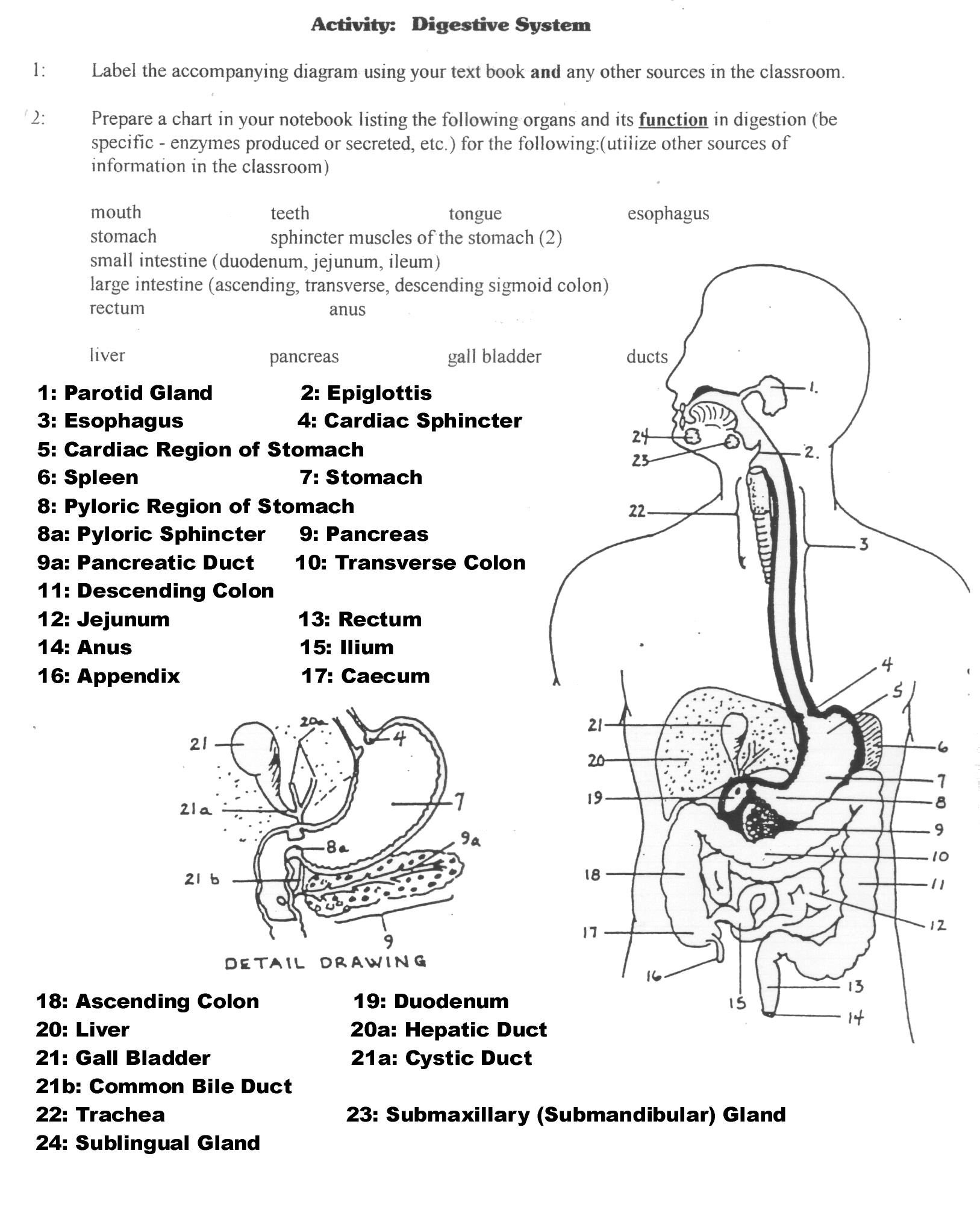 30 Respiratory System Worksheet Answer Key Education Template