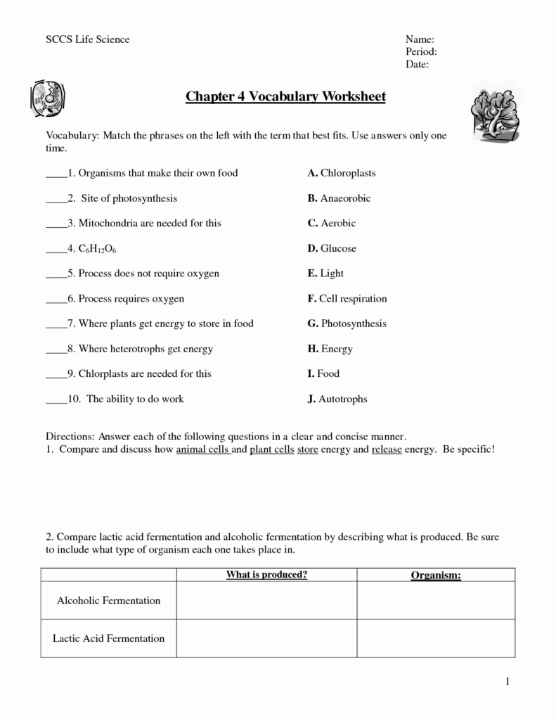 50 Cellular Respiration Worksheet Answer Key Chessmuseum Template Library