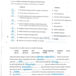 Answers To The Energy And Photosynthesis Study Guide