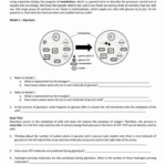 Cellular Respiration Worksheet Answer Key 50 Cellular Respiration