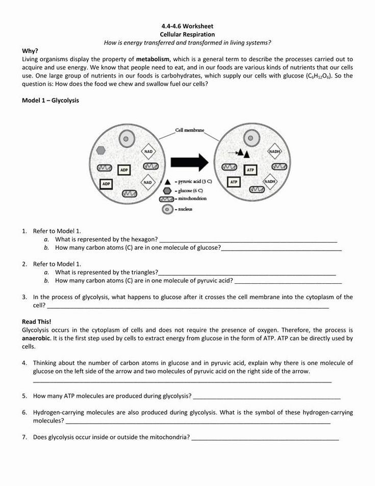 Cellular Respiration Worksheet Answer Key 50 Cellular Respiration