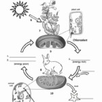 Cellular Respiration Worksheet Answer Key Best Of Synthesis And