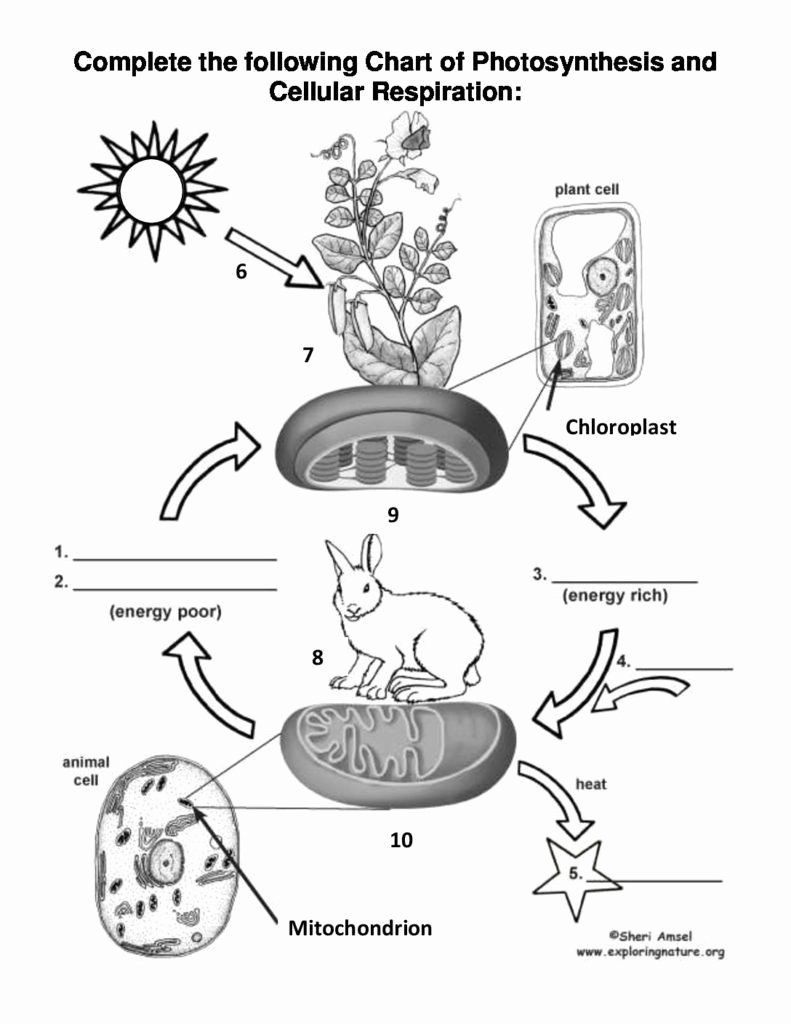 Cellular Respiration Worksheet Answer Key Best Of Synthesis And 