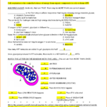 Cellular Respiration Worksheets The Best Worksheets Image In 2020