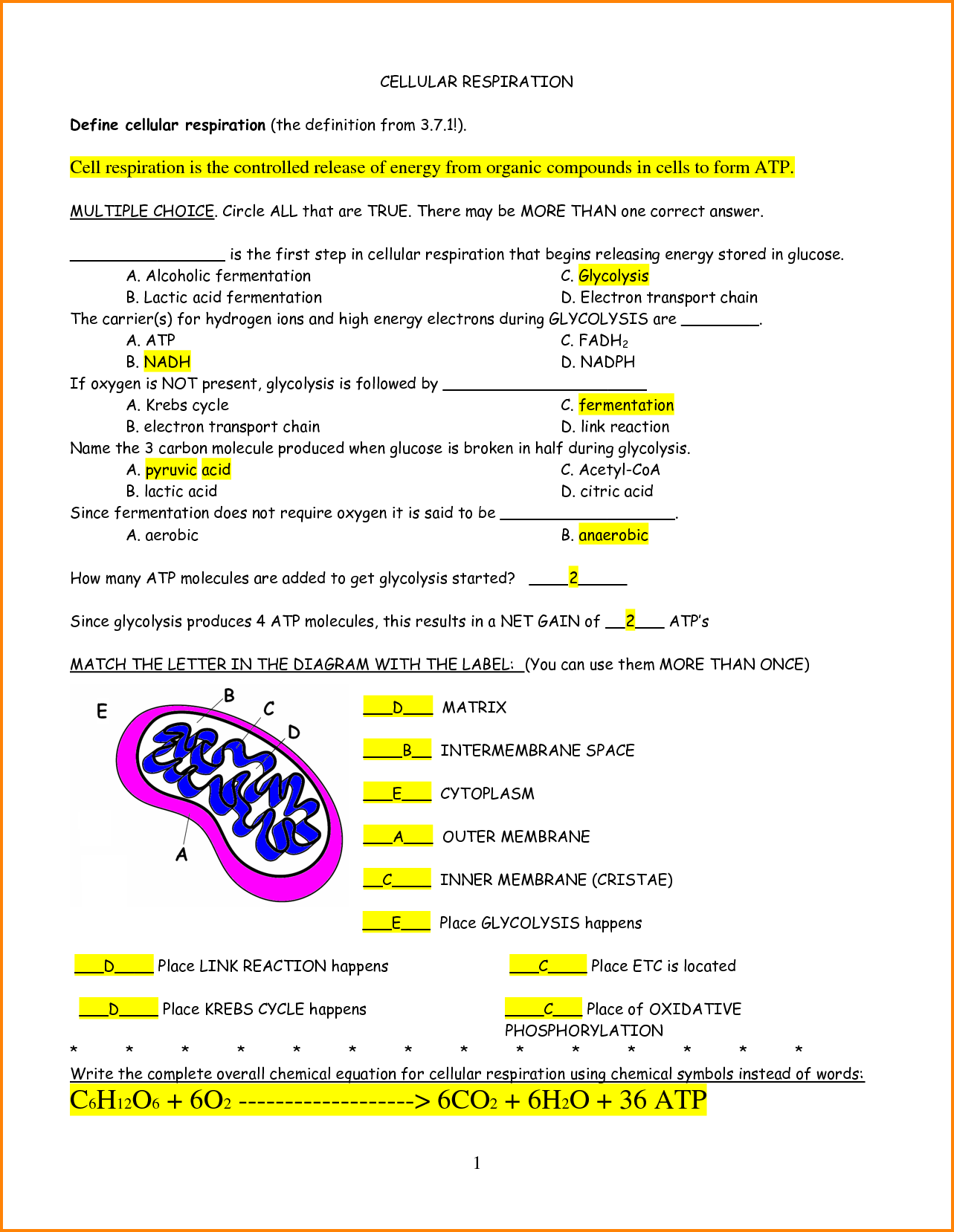 Cellular Respiration Worksheets The Best Worksheets Image In 2020