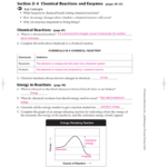 Enzyme Practice Worksheet Answers TUTORE ORG Master Of Documents