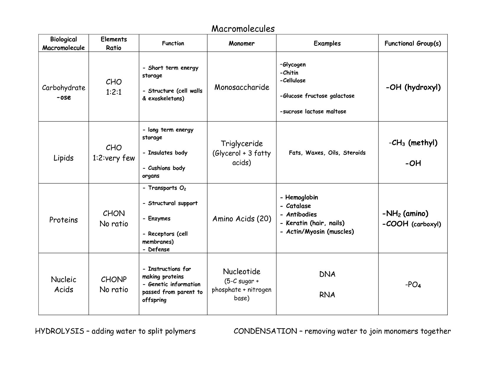 Graphic Organizer Macromolecules Chart Google Search Organic 