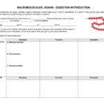 Introduction To Macromolecules Worksheet Answers Math Worksheets Free