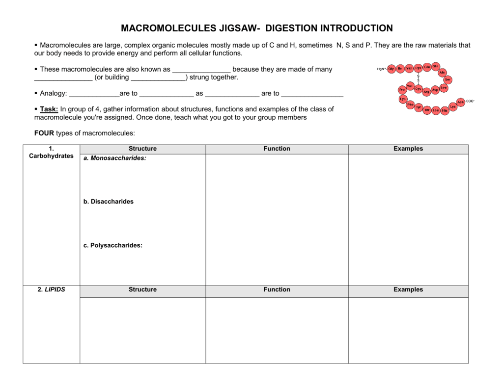 Introduction To Macromolecules Worksheet Answers Math Worksheets Free