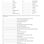 Macromolecules Worksheet 2