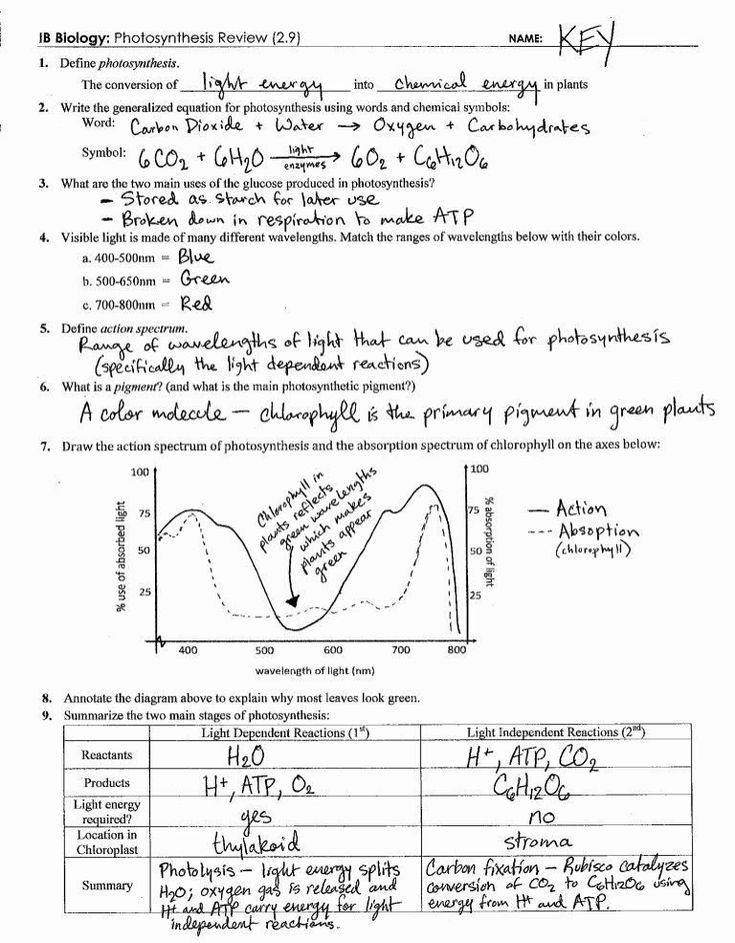 Photosynthesis Worksheet Answer Key 50 Synthesis Diagrams Worksheet