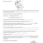 Physical Science Worksheet Conservation Of Energy 2 Answer Key