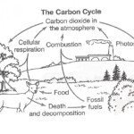 Prevettebowers licensed For Non commercial Use Only The Carbon Cycle