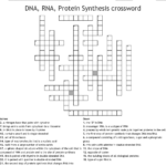 Protein Synthesis Diagram Worksheet Answer Key Aflam Neeeak