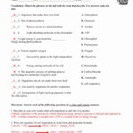 The Chemistry Of Cellular Respiration Worksheet Answers Kidsworksheetfun