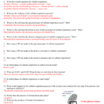 The Chemistry Of Cellular Respiration Worksheet Answers Kidsworksheetfun