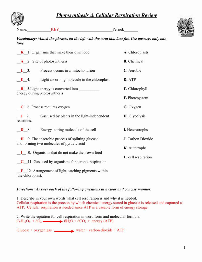 The Chemistry Of Cellular Respiration Worksheet Answers Kidsworksheetfun