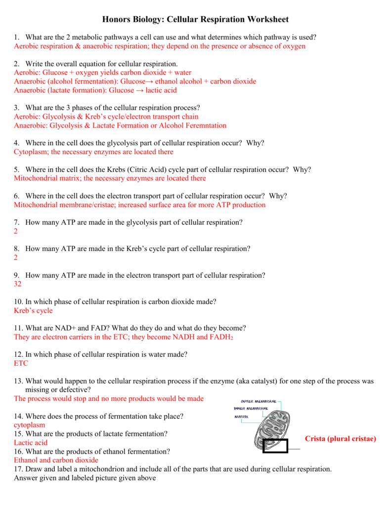 The Chemistry Of Cellular Respiration Worksheet Answers Kidsworksheetfun