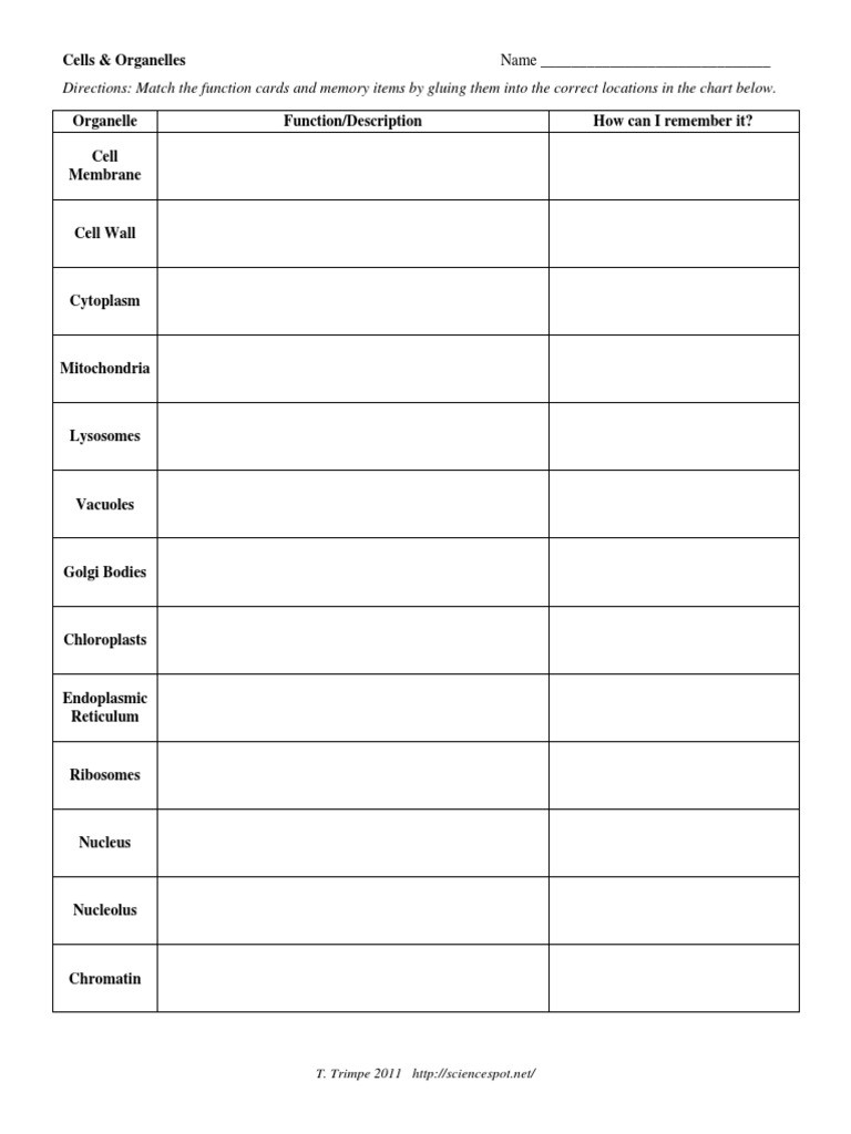 30 Cell Organelles Worksheet Answers Education Template