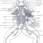 30 Frog Dissection Pre Lab Worksheet Education Template