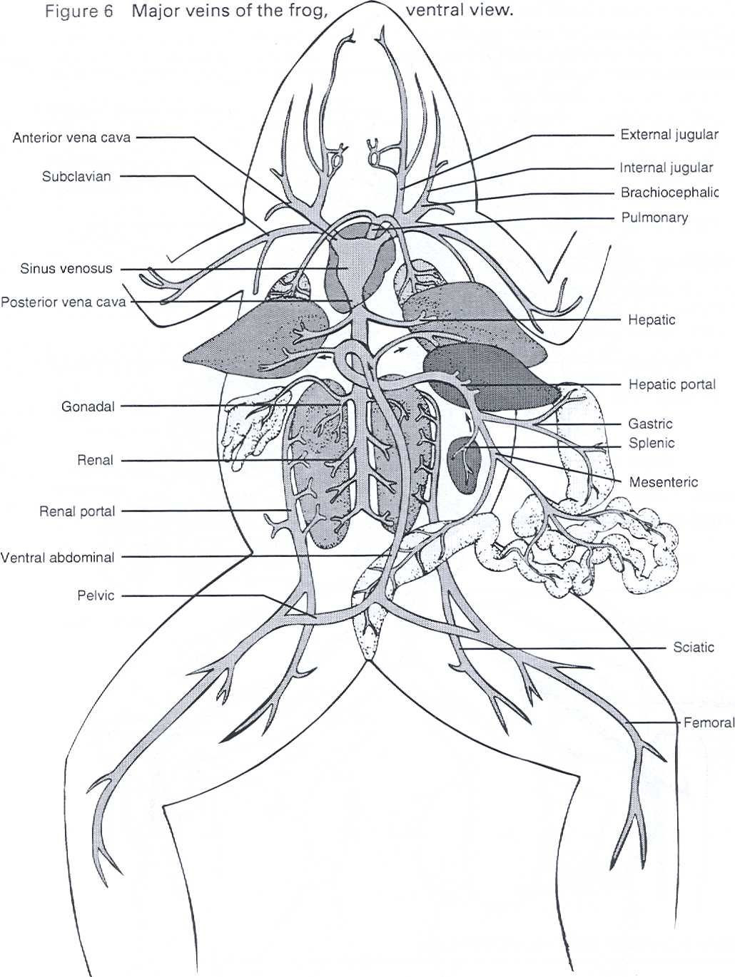 30 Frog Dissection Pre Lab Worksheet Education Template