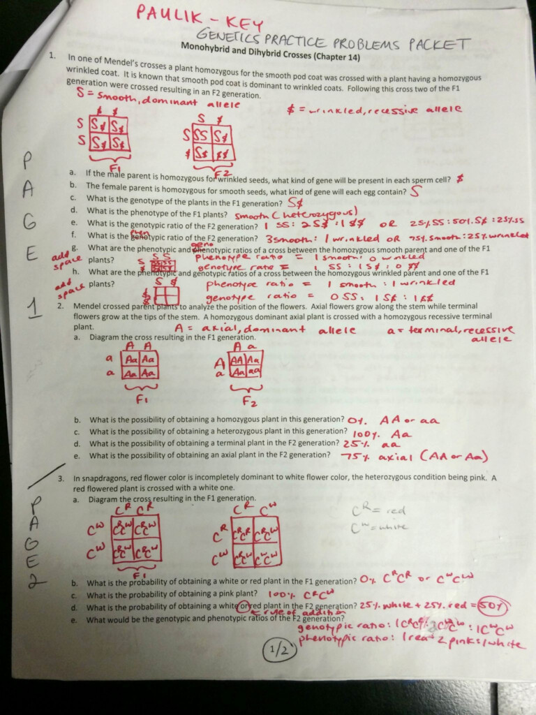 30 Genetics Problems Worksheet Answers Education Template