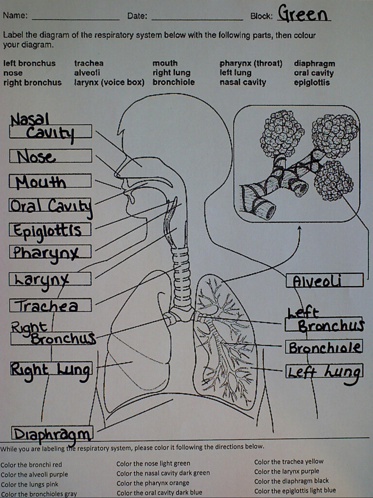 30 Respiratory System Worksheet Answer Key Education Template