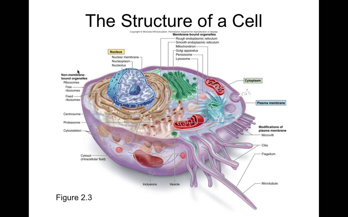 Anatomy And Physiology Chapter 2 Basic Chemistry Answers Anatomical 