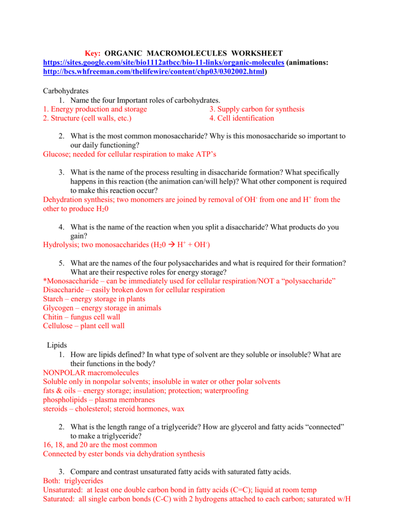 Biological Molecules Worksheet Answers Ivuyteq