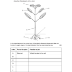 Biology Photosynthesis Diagram Worksheet Aflam Neeeak