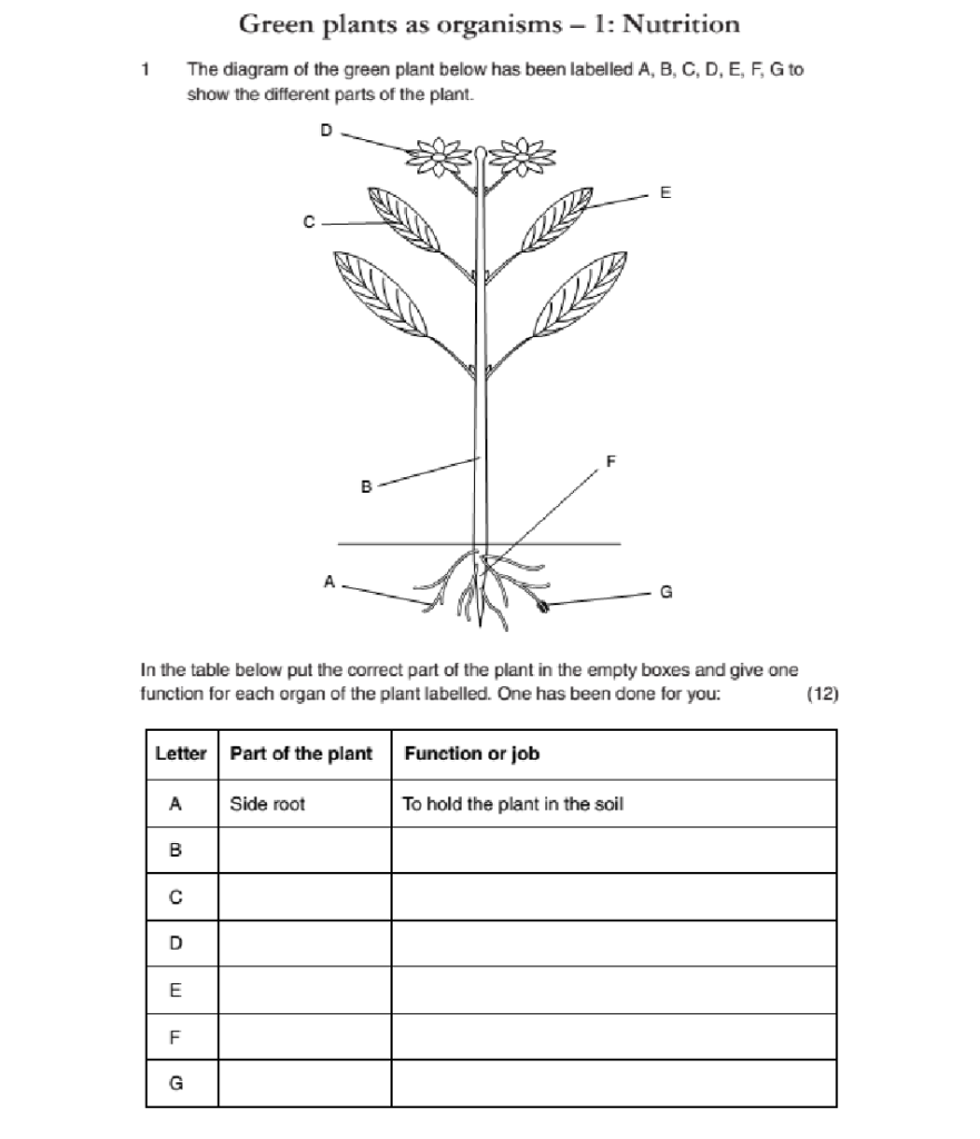 Biology Photosynthesis Diagram Worksheet Aflam Neeeak