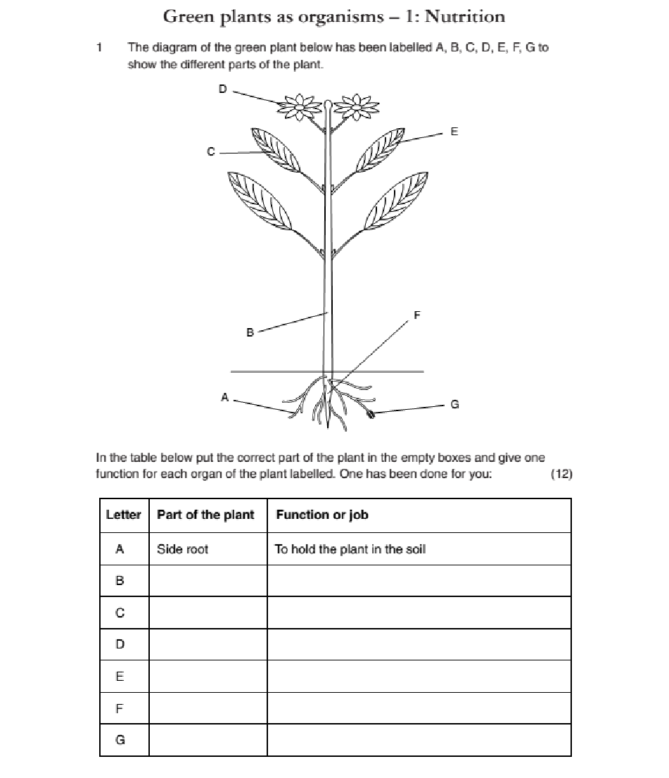 Biology Photosynthesis Diagram Worksheet Aflam Neeeak