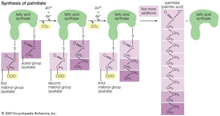 Chemistry Of Fats And Proteins Worksheet Answers Ivuyteq