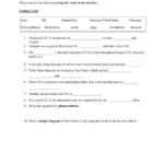 Life Insects Worksheet Answer Key Free Download Qstion co