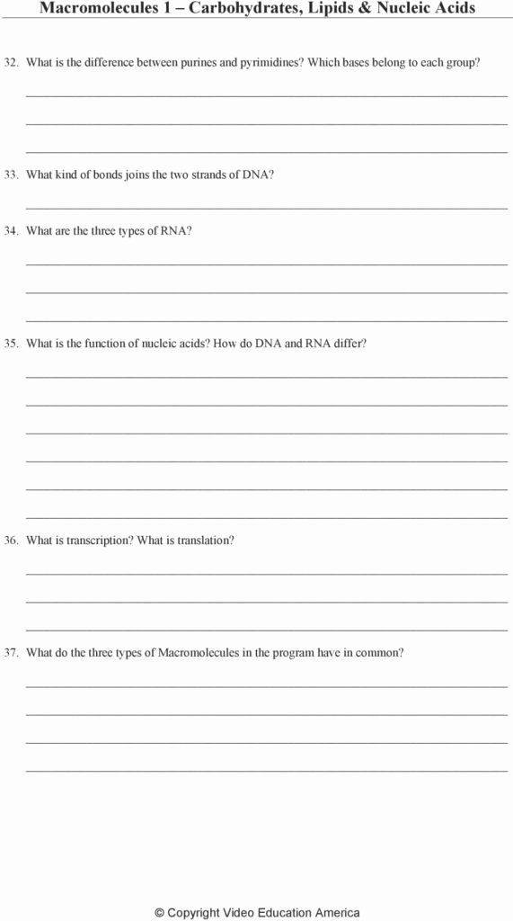 Lipids Worksheet Answer Key Worksheet