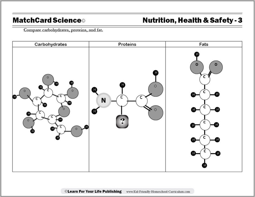 Protein Worksheet