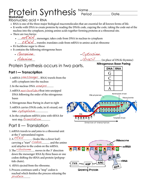 Worksheet On Dna Rna And Protein Synthesis Answer Key Pdf Worksheet