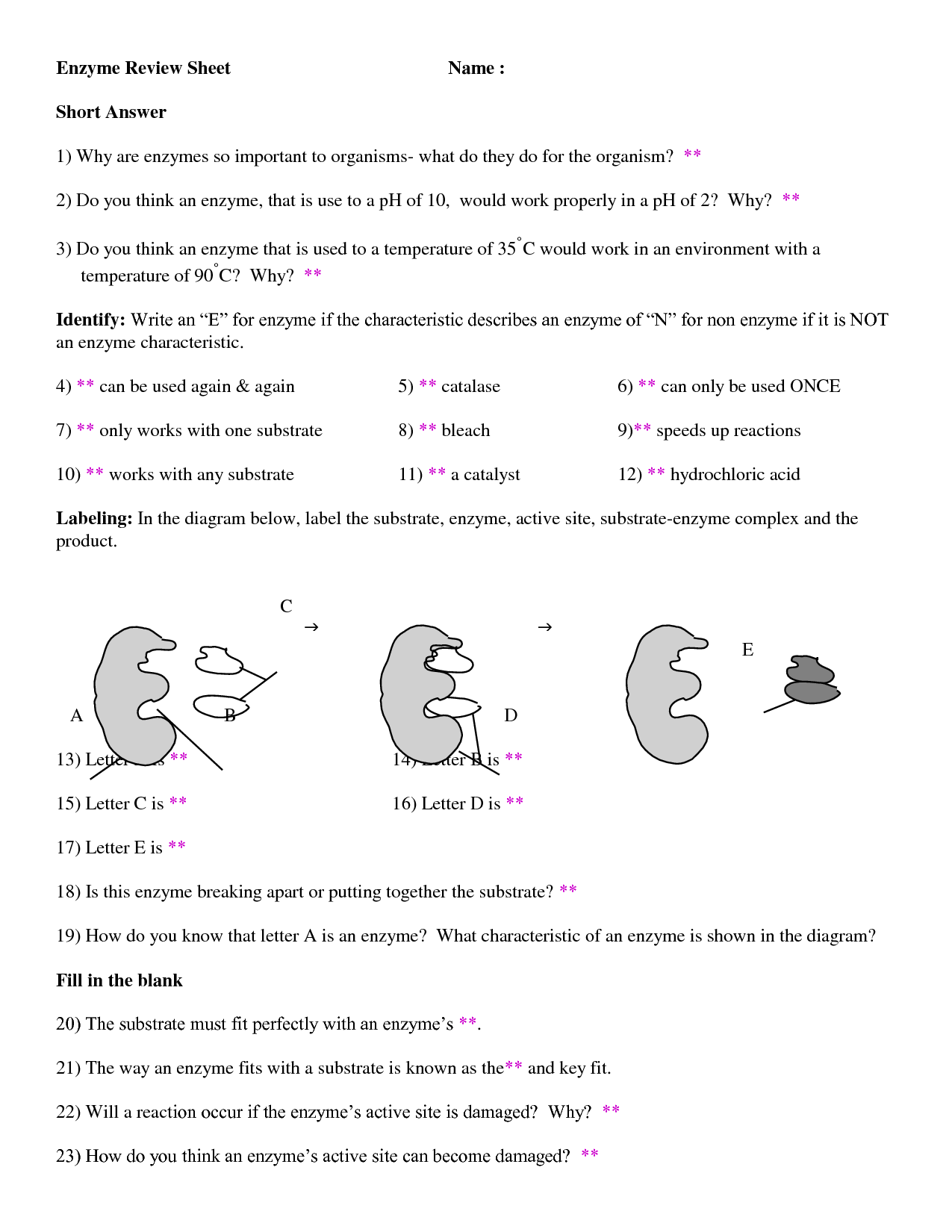 15 Enzymes Worksheet Answer Key Worksheeto